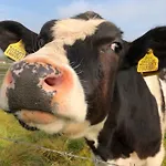 Nine Yards Family Glamping @ Farrington's Farm Bristol
