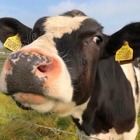 Nine Yards Family Glamping @ Farrington's Farm Bristol