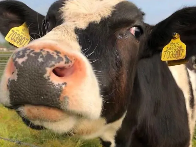 Nine Yards Family Glamping @ Farrington's Farm Bristol