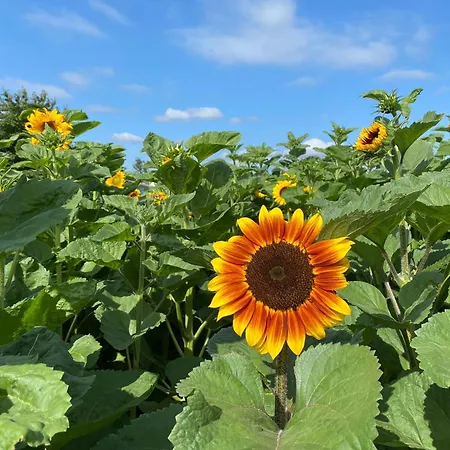 Lüks kamp alanı Nine Yards Family Glamping @ Farrington's Farm *