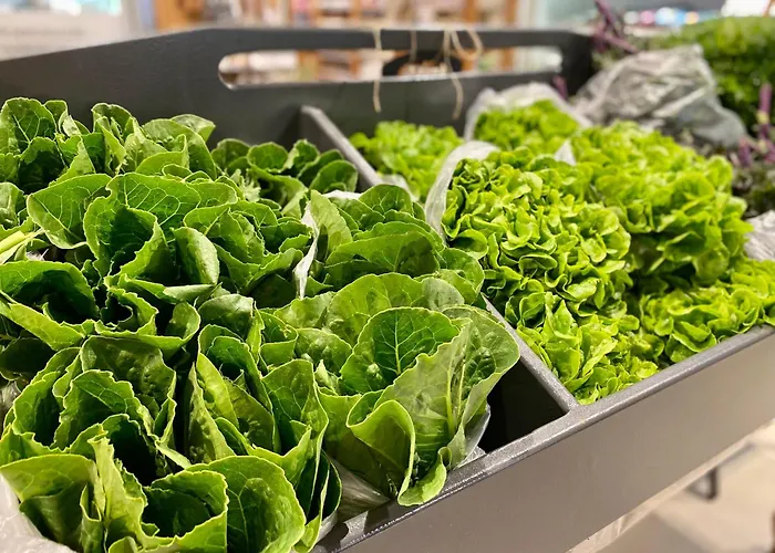 Nine Yards Family Glamping @ Farrington's Farm * Bristol