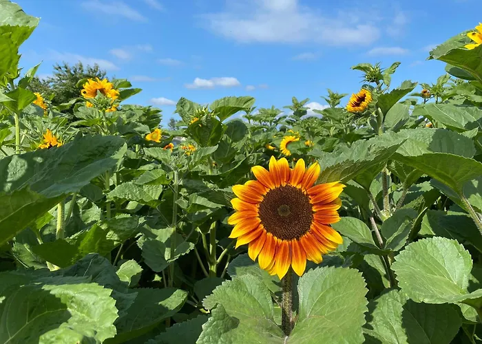 Tente de luxe Nine Yards Family Glamping @ Farrington's Farm *